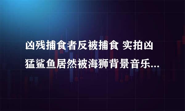 凶残捕食者反被捕食 实拍凶猛鲨鱼居然被海狮背景音乐是什么歌