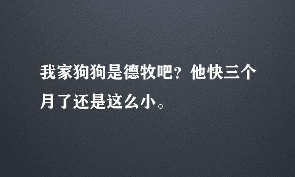 我家狗狗是德牧吧？他快三个月了还是这么小。