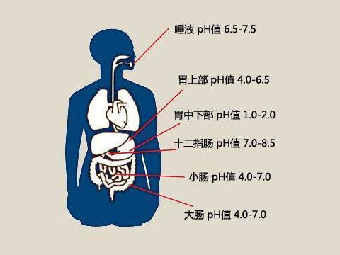 正常人体是呈酸性还是碱性？