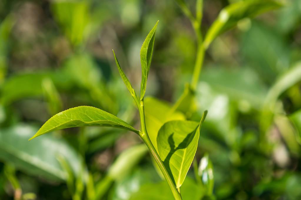 中国著名绿茶的十大品种是？