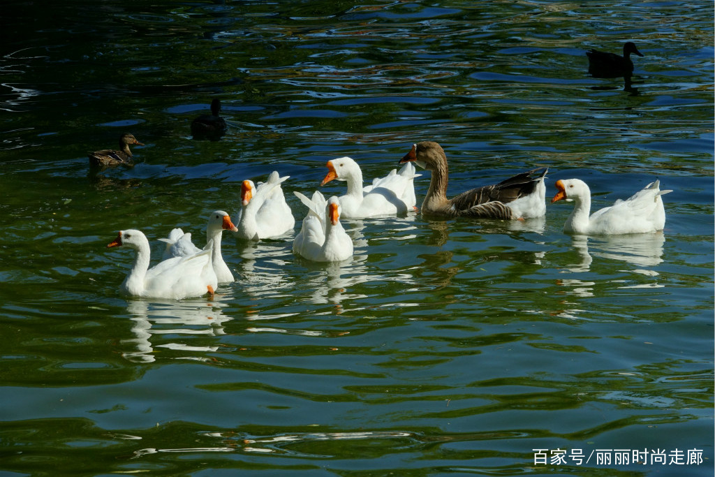 养鹅经济效益好，但为什么很多人不养呢？