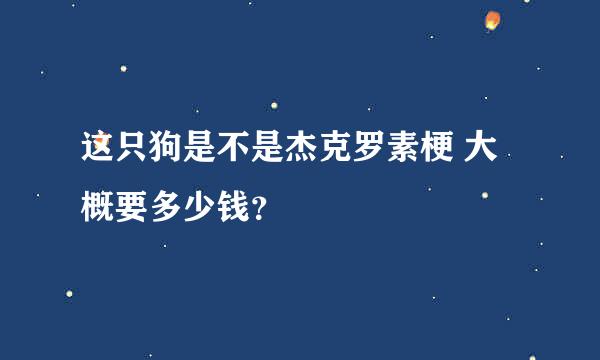 这只狗是不是杰克罗素梗 大概要多少钱？