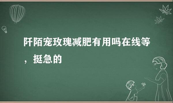 阡陌宠玫瑰减肥有用吗在线等，挺急的