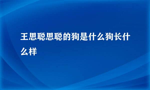 王思聪思聪的狗是什么狗长什么样