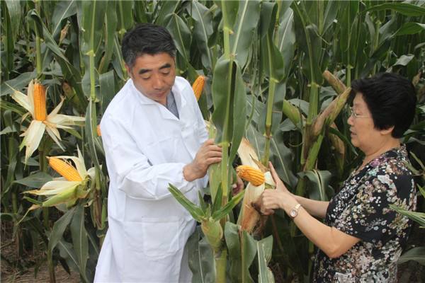 贵州农村公路旁边为什么不准种玉米？