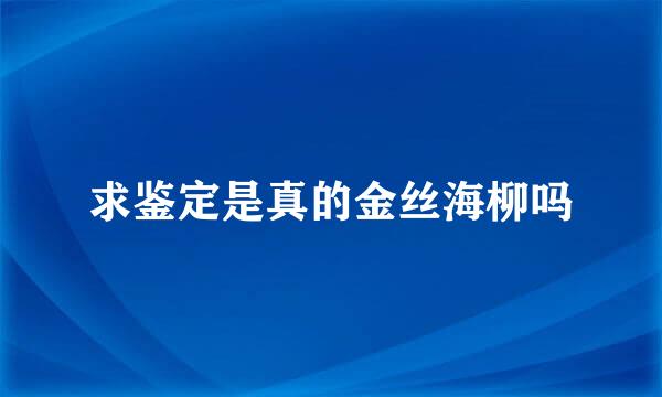 求鉴定是真的金丝海柳吗