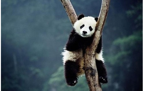 熊猫的汉语拼音