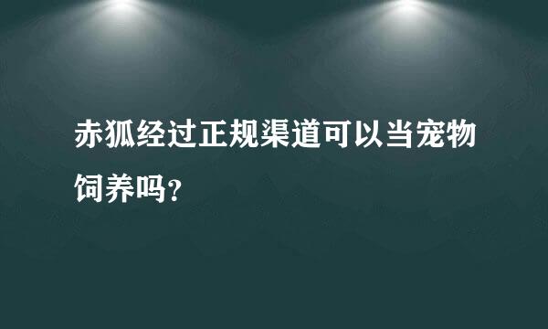 赤狐经过正规渠道可以当宠物饲养吗？