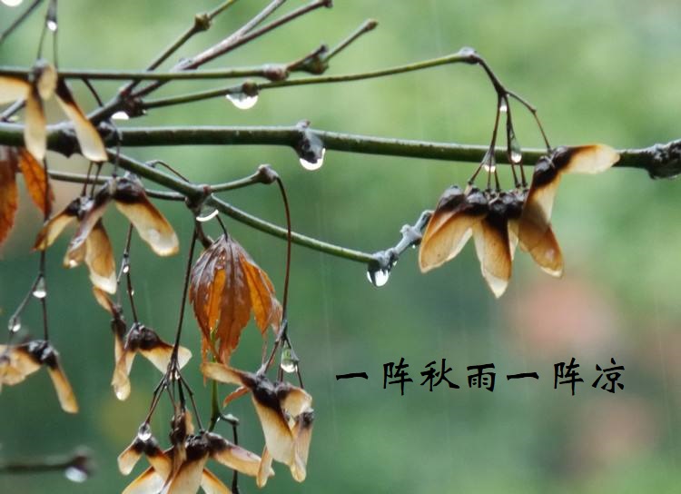 一层秋雨一层凉 前一句是什么？