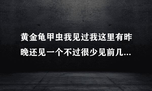 黄金龟甲虫我见过我这里有昨晚还见一个不过很少见前几年见过两只怎么卖下次见捉给你？