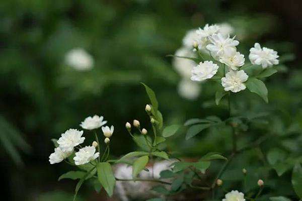 木香花的缺点是什么？