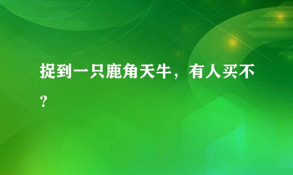 捉到一只鹿角天牛，有人买不？