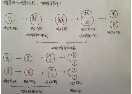 交叉互换的概念是什么?