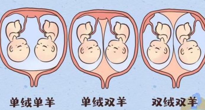 单绒单羊和单绒双羊的区别是什么？