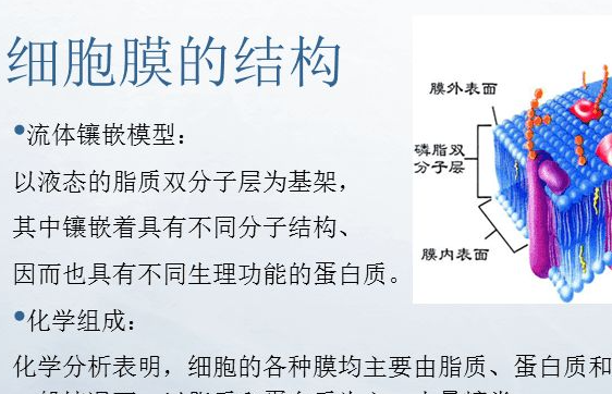 质膜和细胞膜的区别是什么？