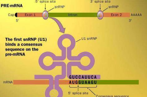 什么是信使RNA？