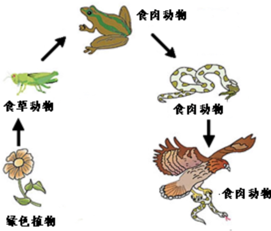 食物链的三要素