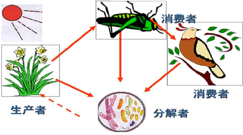 生态系统有哪些组成成分？