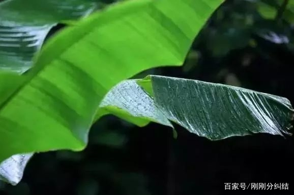 《雨打芭蕉》是一首哪个省份的代表曲目？