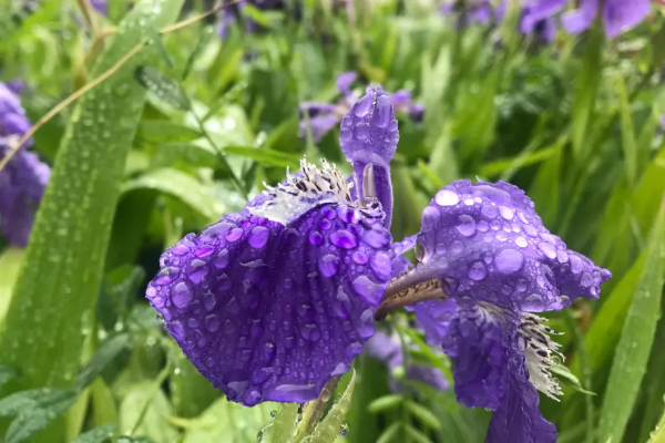 一到高考就下雨寓意