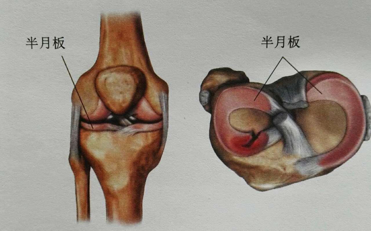 膝的拼音怎么写