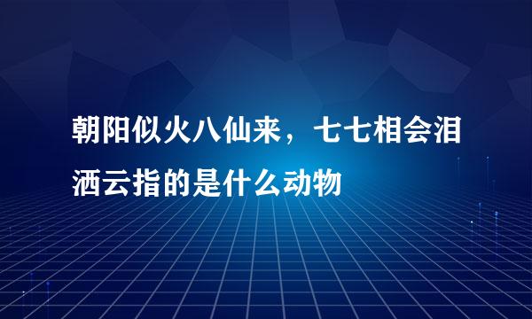 朝阳似火八仙来，七七相会泪洒云指的是什么动物