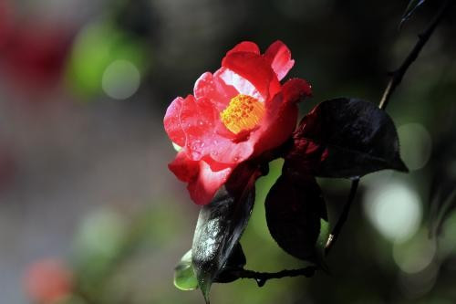 山茶花的花语是什么？