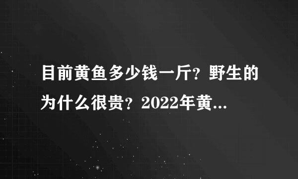 目前黄鱼多少钱一斤？野生的为什么很贵？2022年黄鱼春节价格行情