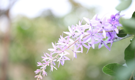 纸藤花教程