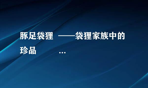 豚足袋狸  ——袋狸家族中的珍品            和其他有袋类动物一样，袋狸是澳大利亚的特有动物。而豚足袋