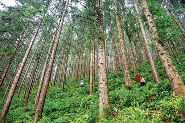 福建天宝岩发现全球新物种，为何福建经常发现新物种？