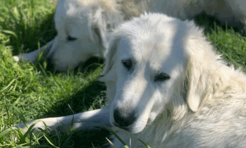 牧羊犬叫什么名字好呢