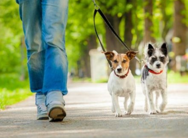 上海一只宠物犬小区路灯杆旁撒尿触电死亡，谁该为宠物犬的死亡负责？