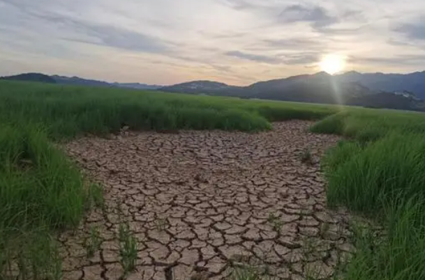 罕见旱灾下的鄱阳湖：种粮户早稻减产晚稻面临绝收，干旱会带来哪些危害？