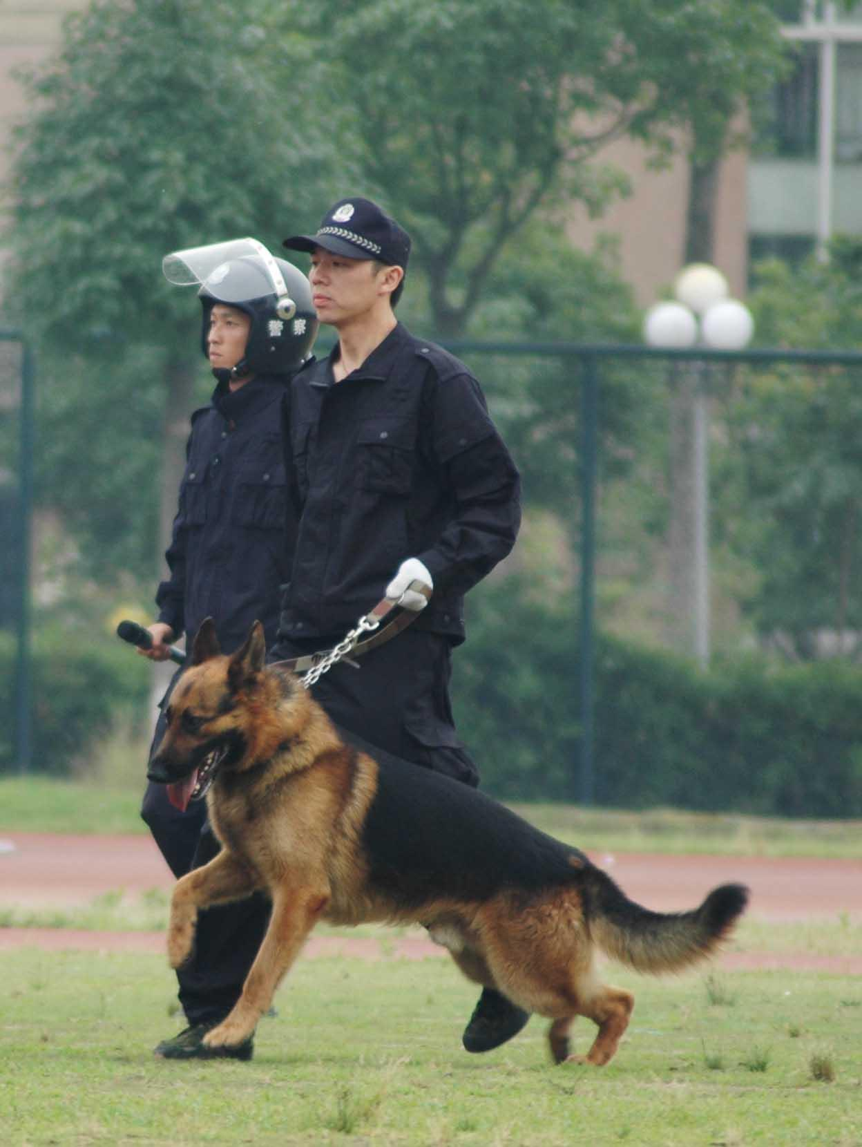 高空索降军犬抱紧特战队员胳膊上热搜，为何网友感觉好笑又心疼？