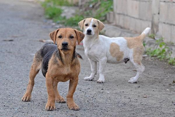 济南拟规定遗弃犬只罚款两千元，你支持此项规定吗？