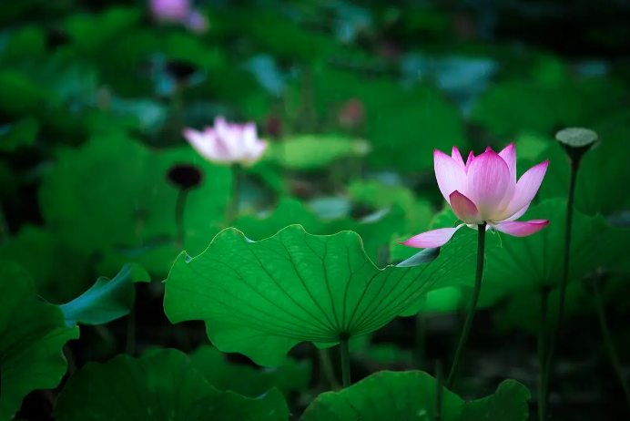 洪湖公园荷花什么时候开花