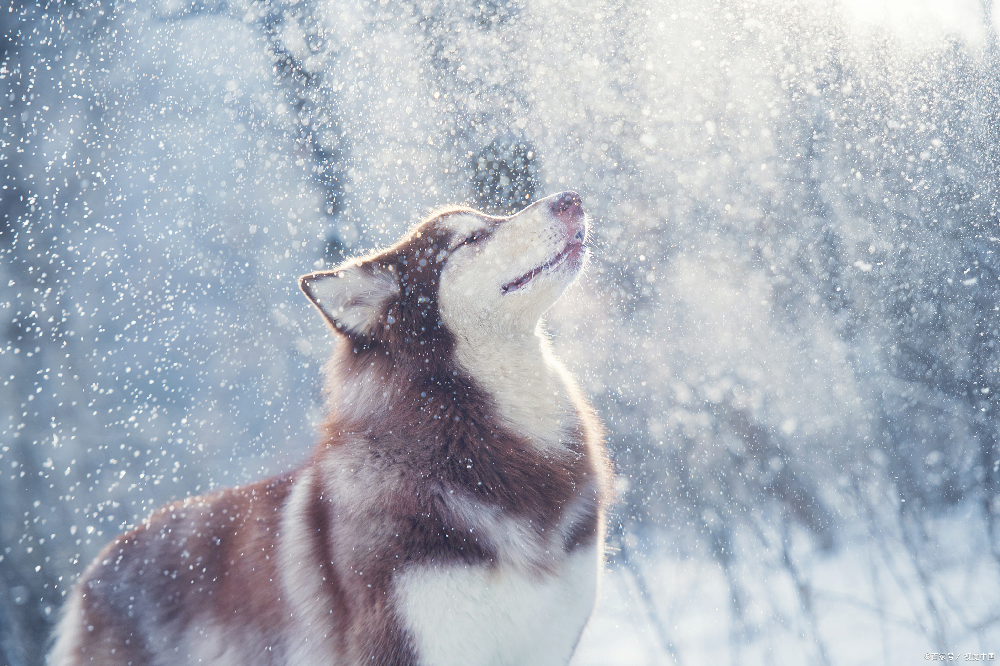 阿拉斯加犬价格大揭秘，阿拉斯加犬一般多少钱一只？