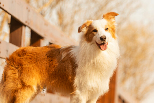 内蒙古一只羊被冻死，牧羊犬试图唤醒贴身取暖，牧羊犬有多聪明？