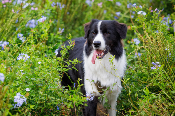 内蒙古一只羊被冻死，牧羊犬试图唤醒贴身取暖，牧羊犬有多聪明？