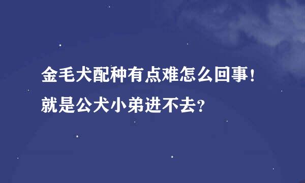 金毛犬配种有点难怎么回事！就是公犬小弟进不去？