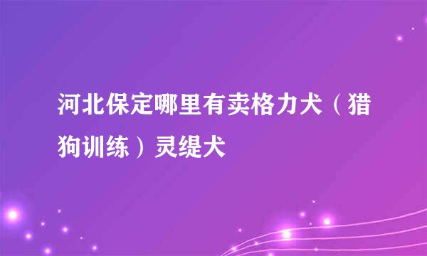 河北保定哪里有卖格力犬（猎狗训练）灵缇犬