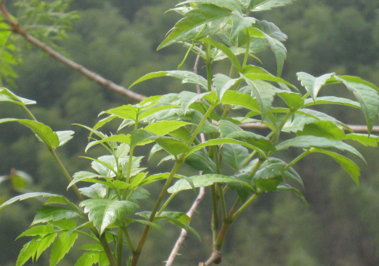 藤茶是什么