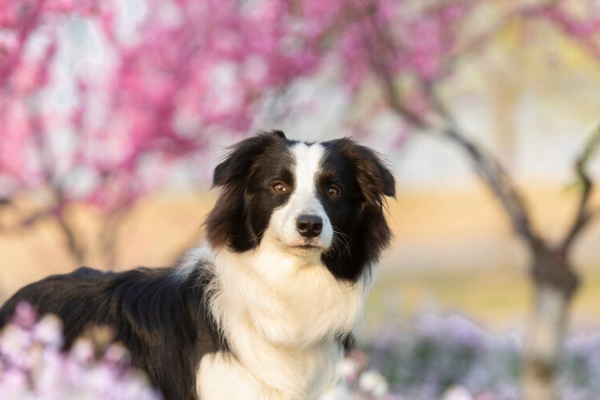 内蒙古一只羊被冻死，牧羊犬试图唤醒贴身取暖，牧羊犬有多聪明？