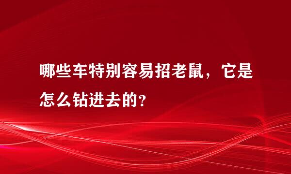 哪些车特别容易招老鼠，它是怎么钻进去的？