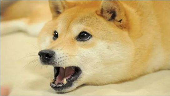 doge表情包原型柴犬患白血病