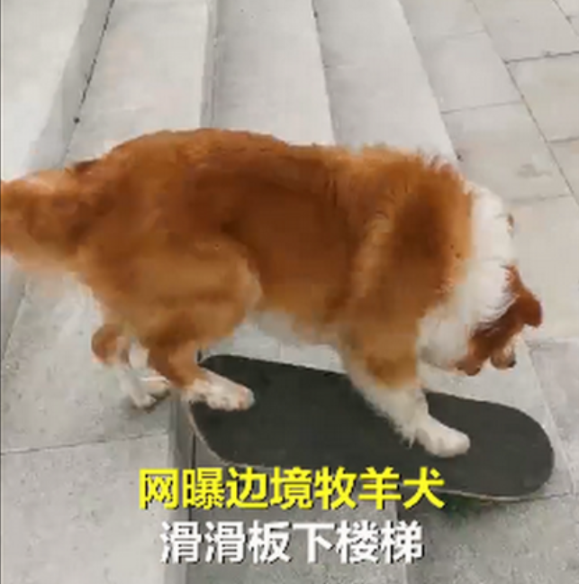 牧羊犬滑滑板下30级楼梯，它是怎么做到的？