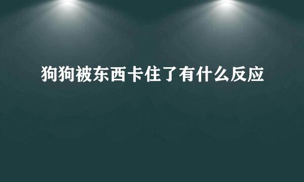 狗狗被东西卡住了有什么反应