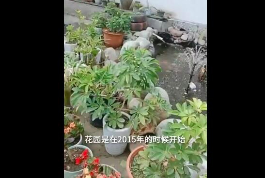 女儿为植物人父亲打造花园，她有什么愿望？