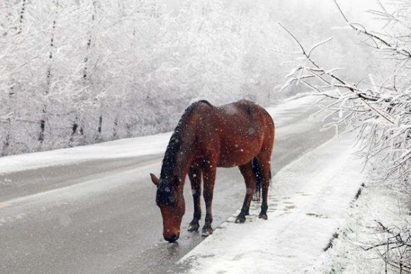 各地都开始下雪了，下雪了可以做什么有趣的事情？